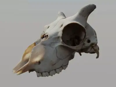 Young Sheep Skull 3D model