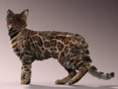 Bengal cat(2)(FUR)(ANIMATED) 3D model