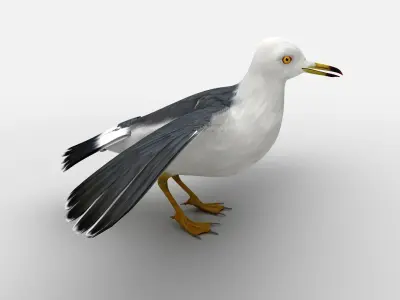 Black-tailed Gull Low-poly 3D model