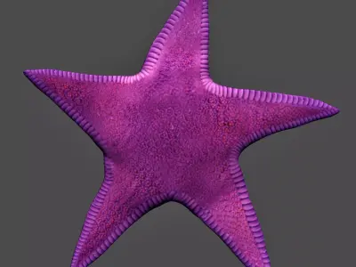 Starfish Low-poly 3D model purchase