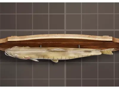 Fish Trophy Plaque Taxidermy Mounted Wooden Wall Decor 3D model