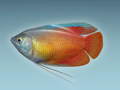 Gurame Fish 3D model