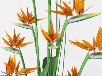 Strelitzia 3 bird of paradise plant in pot 3D model