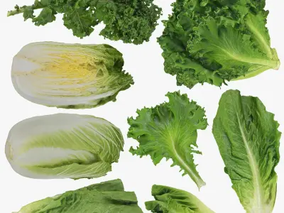 Lettuce Collection 2 3D model