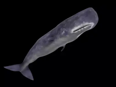 Spermwhale Low-poly 3D model