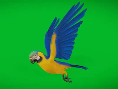 Macaw Ara Parrot Bird Low-poly 3D model