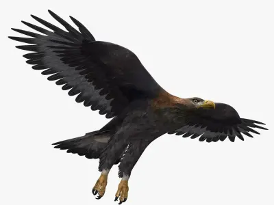 Golden Eagle (ANIMATED) 3D model