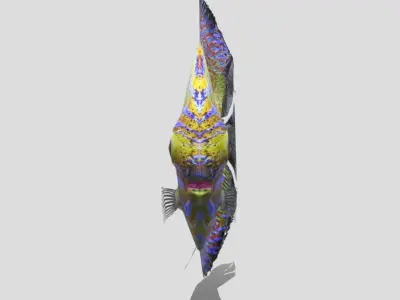 Rigged and Animated Sweetwater Discus Fish - 3D Model Low-poly 3D model