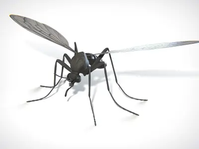 Mosquito PBR Low-poly 3D model