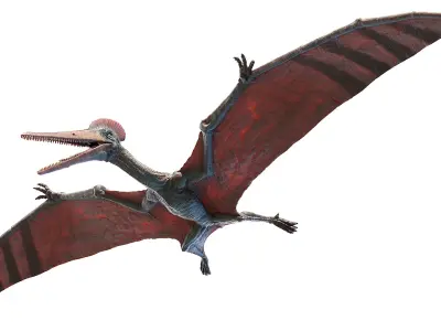 Pterodactyl Animated 3D model