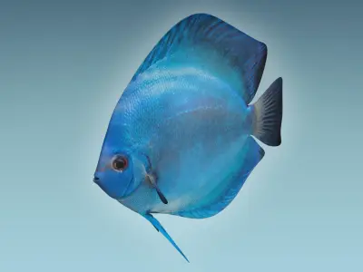 Discus Fish 3 3D model