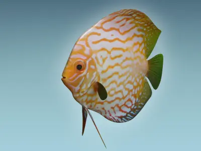 Discus Fish 7 3D model