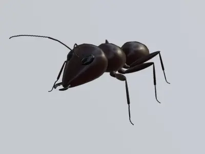 Ant - Formiga Low-poly 3D model