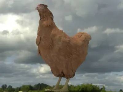 Chicken in grassy field Low-poly 3D model