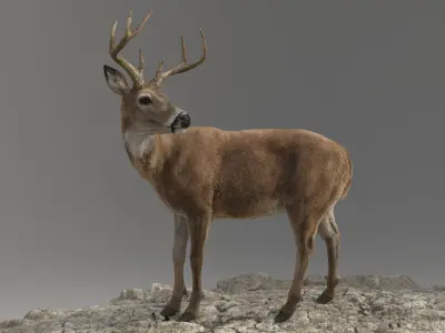 Tiger and Deer ANIMATED Collection 3D model