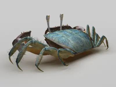 Short bodied crabs with big eyes Low-poly 3D model