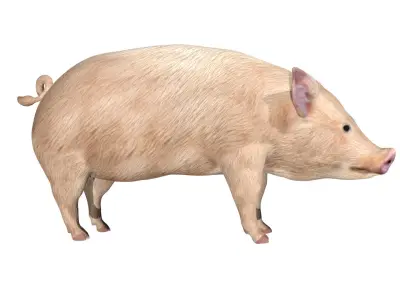 Pig of farm Low-poly 3D model