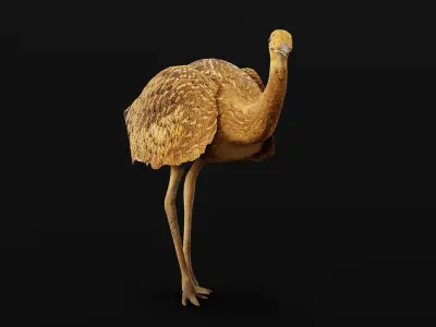 Bengal florican Bird Low-poly 3D model