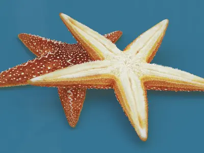 Starfish Marine Creature Model 3D model
