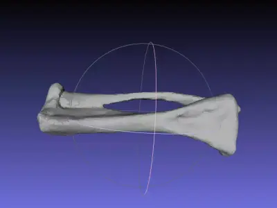 Psittacosaurus Left Tibia Fibula Free 3D print model