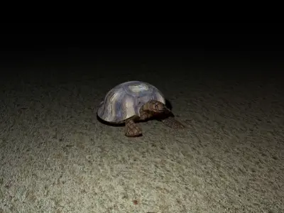 turtle tortoise Free 3D model