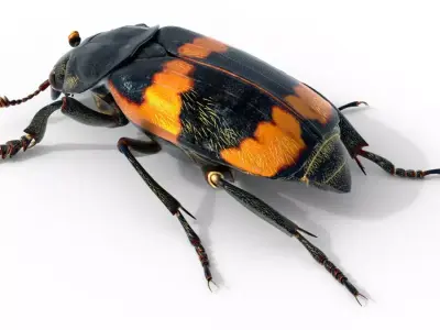 American burying beetle Free 3D model
