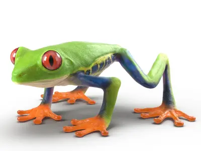 Red Eyed Tree Frog Rigged for Maya 3D model