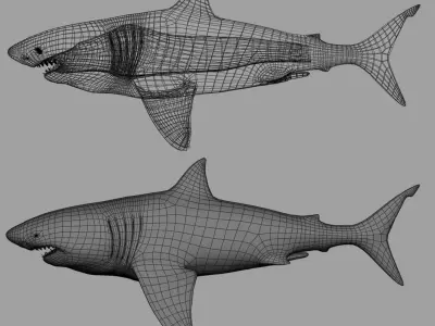 Great white Shark 3D model order
