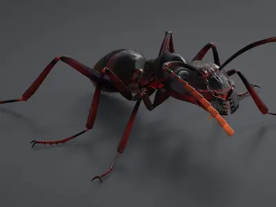 Realistic Black Ant 3D model