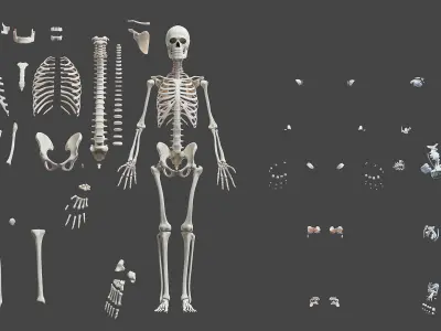 Full Asian Female Anatomy Rigged 3D model