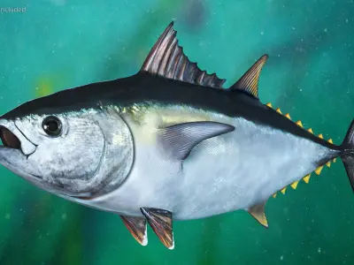  Bluefin Tuna Rigged for Maya 