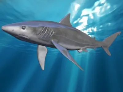 shark Low-poly 3D model 2