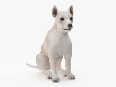  Mongrel Dog Cream Sitting Pose 