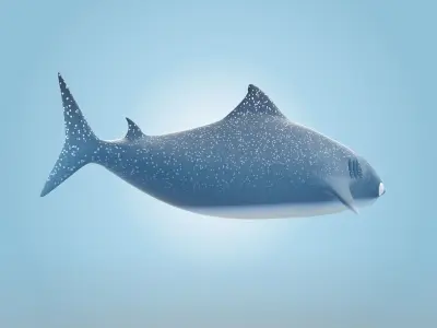 Whale Shark 3D model