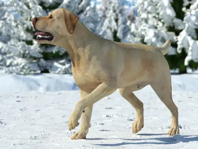 Labrador Dog White Walking 3D model