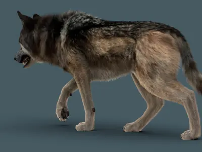 Wolf FUR 3D model
