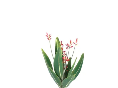 Bird of paradise flower plants 3D model