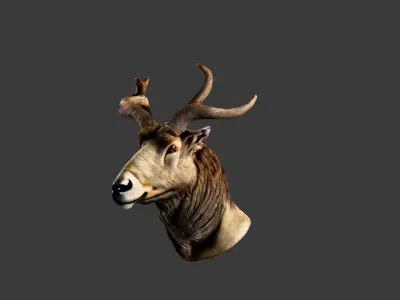 Deer Animal Head Low-poly 3D model order