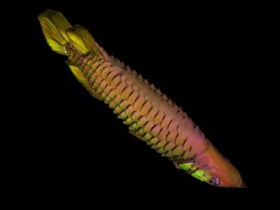 Red Fish Free 3D print model