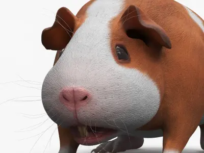  Smooth Coat Guinea Pig Brown White 