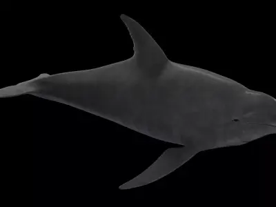 Dolphin Low-poly 3D model 3