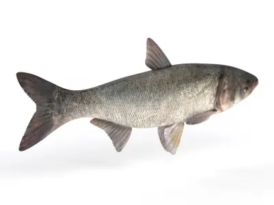 Silver Carp Fish 3D model