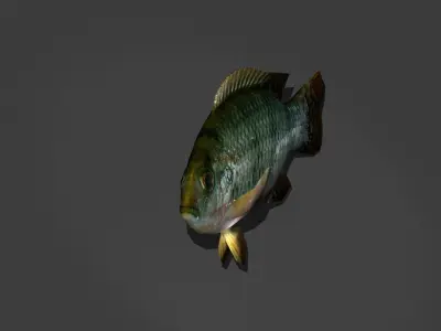 Green Sunfish Low-poly 3D model