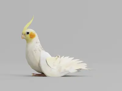 Cockatiel Parrot Bird 3D model