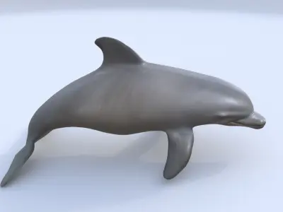 Irrawaddy Dolphin 3D model