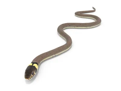 Water Snake Crawling 3D model