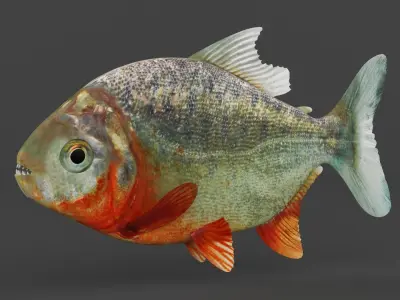 Piranha 3D model purchase