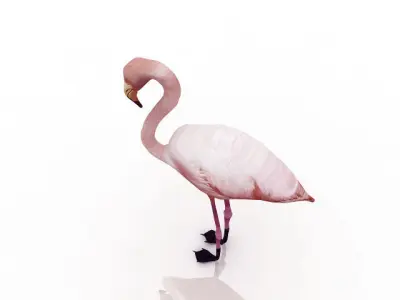 Flamingo bird 3D model purchase