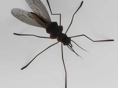 Mosquito 3D model get