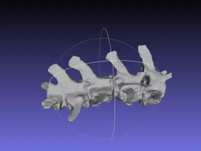 Psittacosaurus Medial Caudal Vertebrae 2 Free 3D print model
